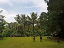 Bin Tong Park (D10), Detached #468538211